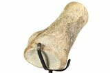 Polished Fossil Mosasaur Vertebra w/ Metal Stand - Texas #350880-1